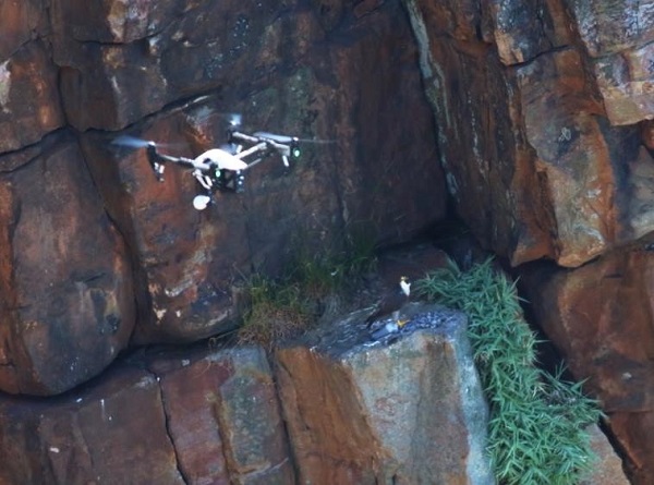 曾在2016年有民眾在龍洞用空拍機拍攝遊隼，驚嚇到牠們。 台灣動物新聞網資料照片 取自/臉書生態大腸花論壇