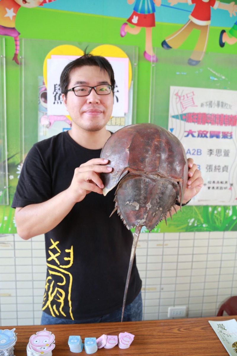 嘉義縣政府舉辦「七夕鱟保育日-守鱟一生」活動，現場將會有鱟的生態保育的相關介紹。 嘉義縣政府/提供