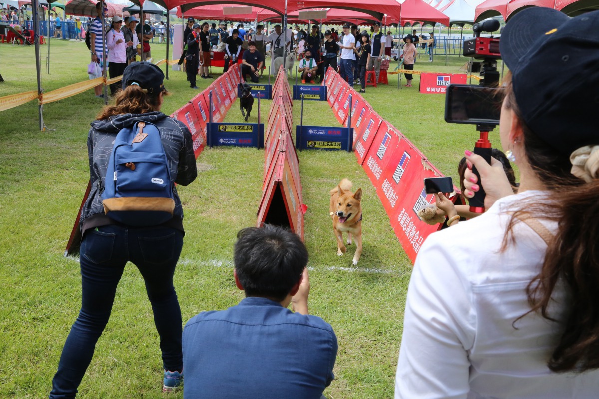 飼主們在終點處為毛孩們加油打氣。 新北市動保處/提供