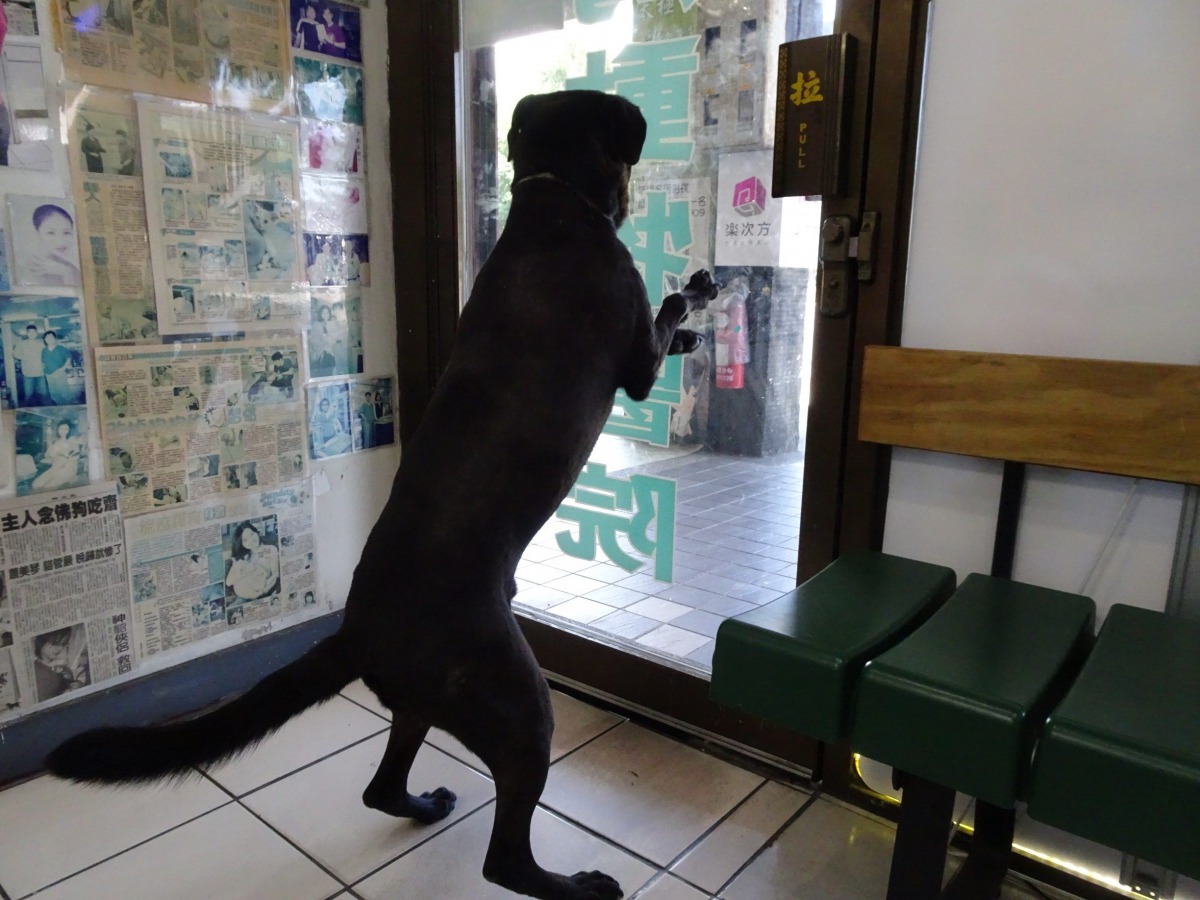 被棍棒打得犬隻目前已經恢復活力出院。 台北市動保處/提供