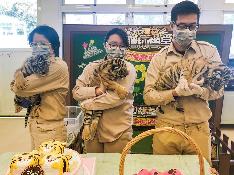 保育員教導現場民眾如何照顧小老虎寶寶。 六福村/提供