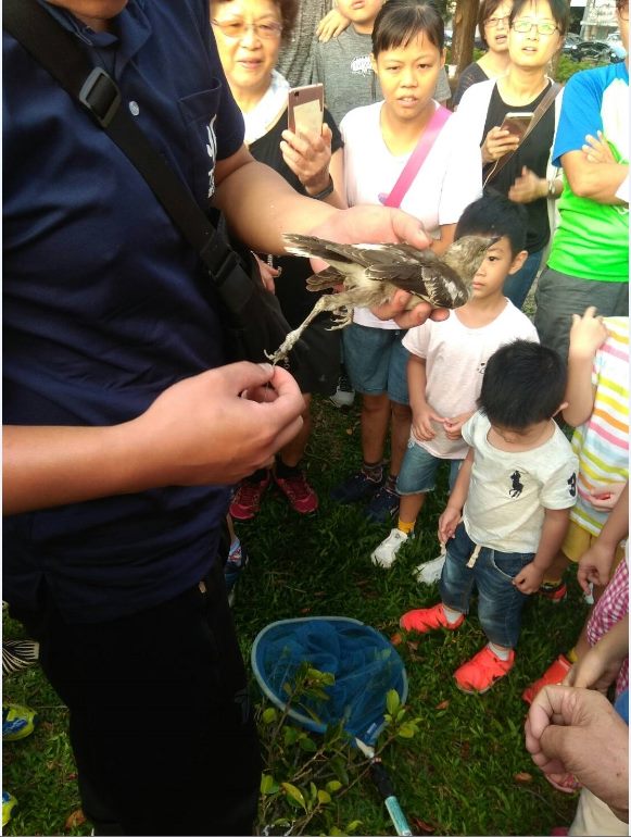 動物救援隊員示範救援受傷的野鳥。 台北市動保處/提供