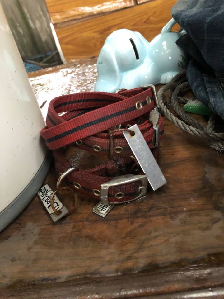 廢棄工寮內發現到掛著已絕育字樣的項圈。 王姓愛媽/提供