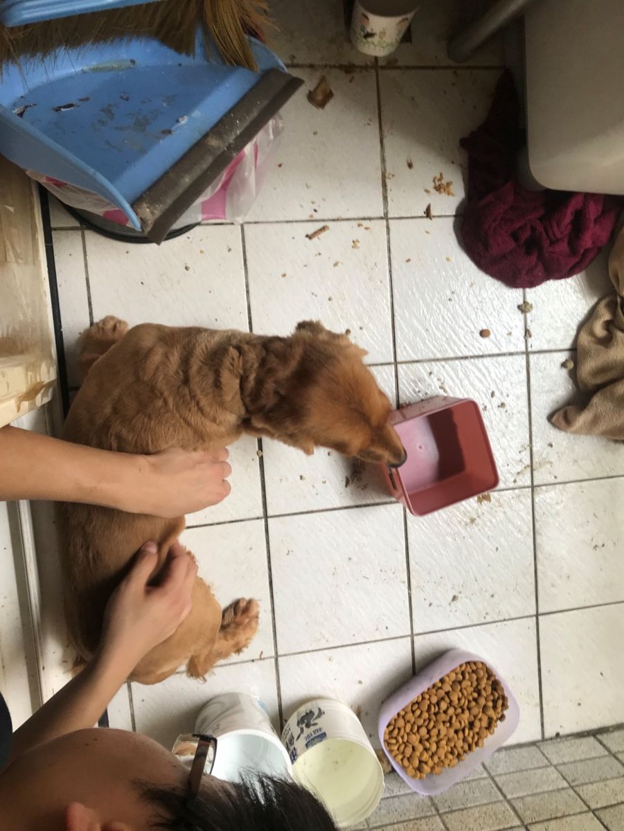 動保處獸醫師檢查「妹妹」的健康狀況。 新北市動保處/提供