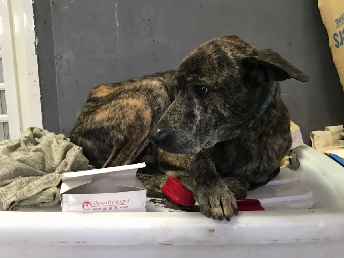 「斑斑」總是會待在辦公室默默地陪伴動保員。 新北市動保處/提供