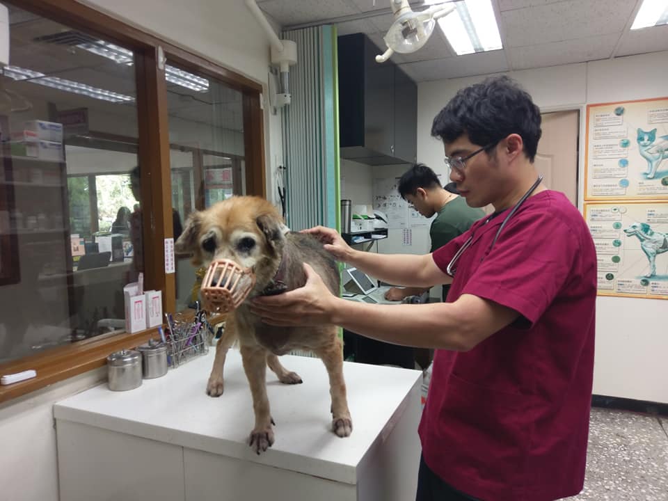 動保處獸醫師幫「妞妞」進行健康檢查。 新北市動保處/提供