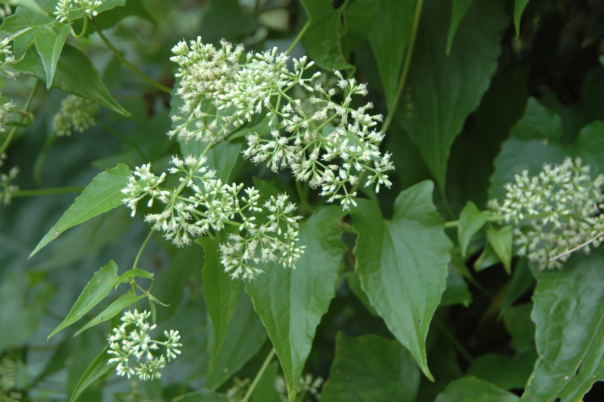 林管處以每公斤5元的價格收購小花蔓澤蘭,吸引民眾參加。 林務局/提供 特生中心黃士元攝