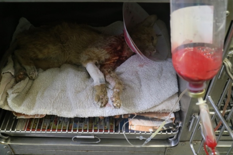 「香蕉哥哥」病情嚴重，目前仍在醫院觀察。高雄市關懷流浪動物協會/提供