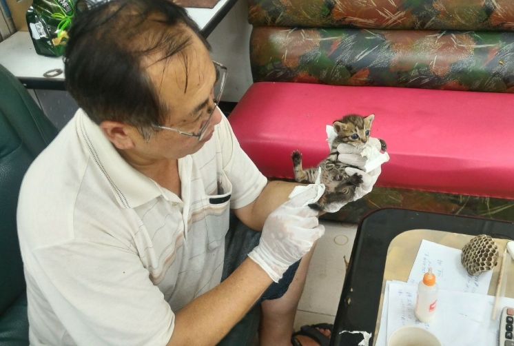 動保員用溫濕紙巾擦拭幼貓，促進排泄。 新北市動保處/提供 