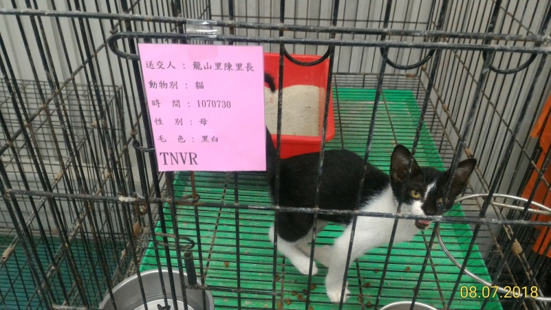 陳志強里長將誘捕到的浪貓送交給動物之家獸醫師做絕育手術。 新北市動保處/提供