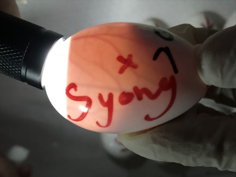 用強光照射後清晰可見血管和胚胎。 關務署台北關/提供