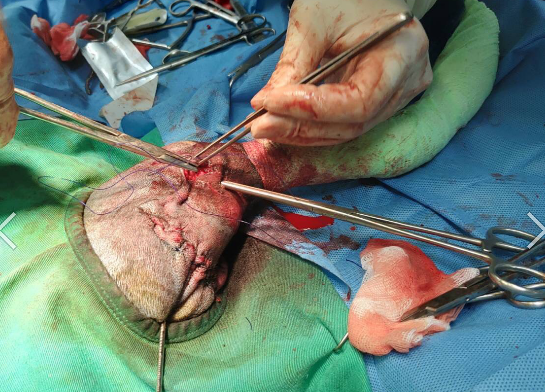 年僅4個月大的「天嬌」車禍後連兩天進行骨科手術。 新北市動保處/提供