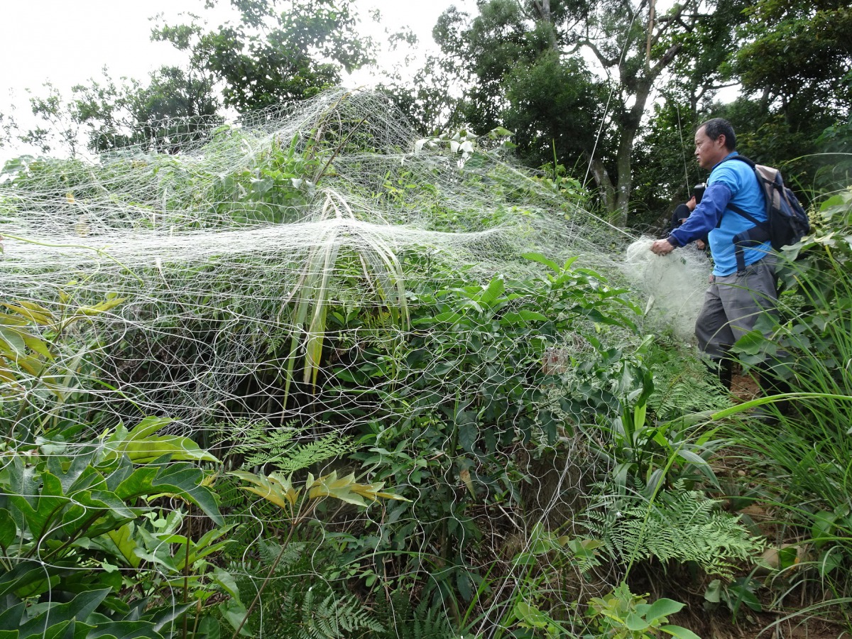 巡山員已將大型鳥網拆除。 新竹林管處余建勳/提供