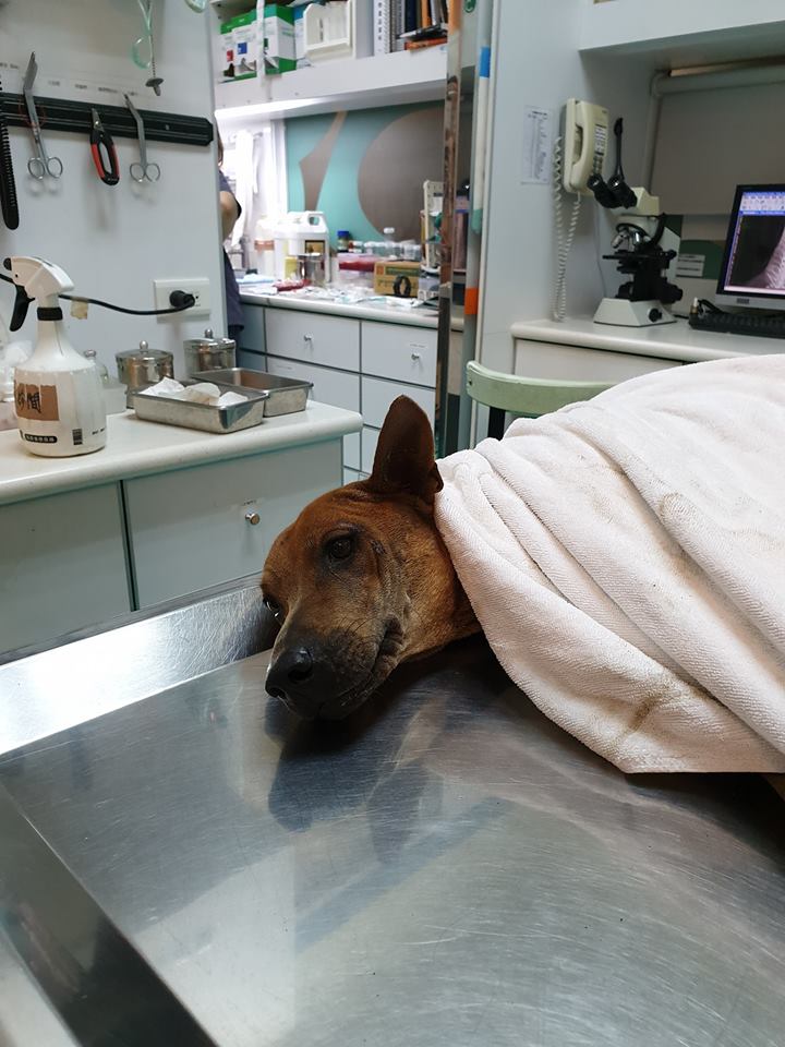 浪犬脊椎變形導致全身只剩頭部跟尾巴能動,目前正在住院治療當中。 徐園長護生園/提供