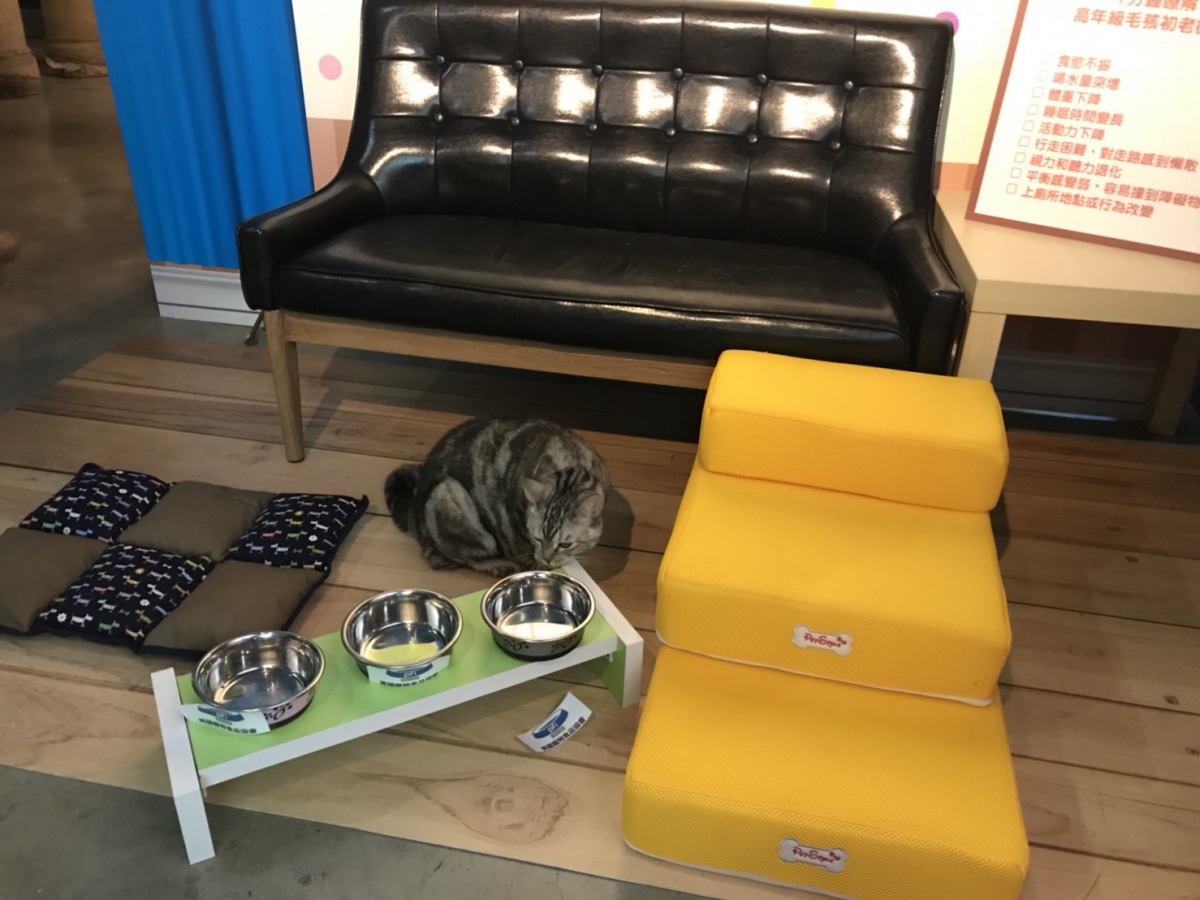 放置小樓梯、將飼料盆墊高等小細節都可以減輕高齡犬貓的負擔。 姚崇仁/攝