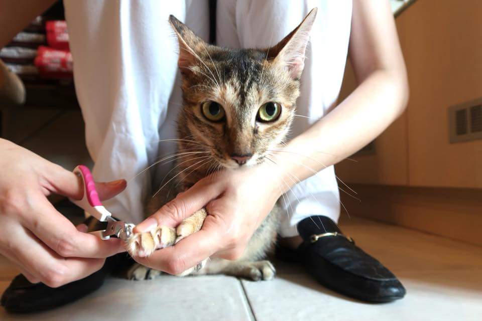 加入愛心小站行列的店家替流浪犬貓修剪指甲。 貓的執事/提供