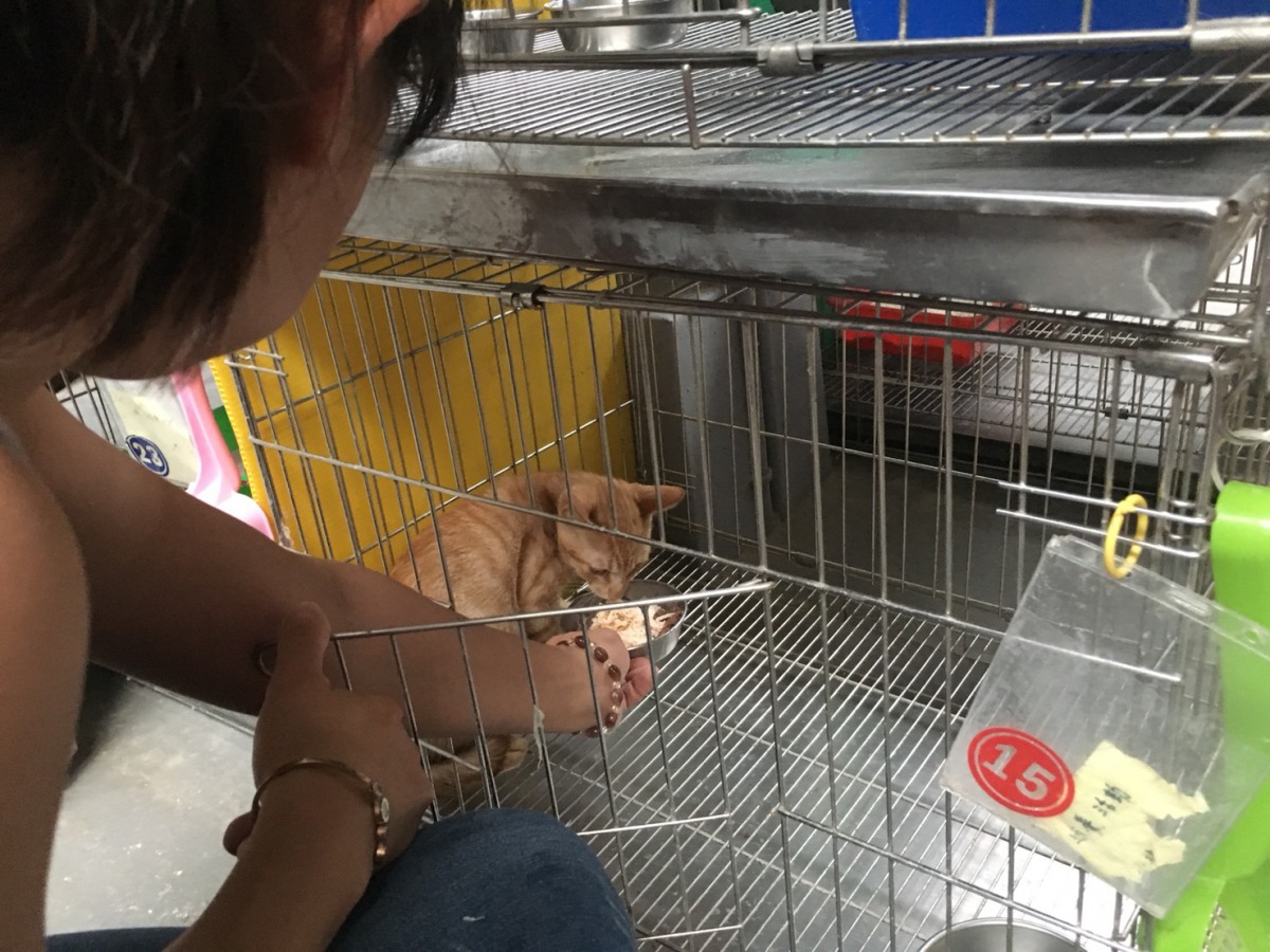 動保員利用食物引誘的方式幫助貓咪練習起身進食。 新北市動保處/提供