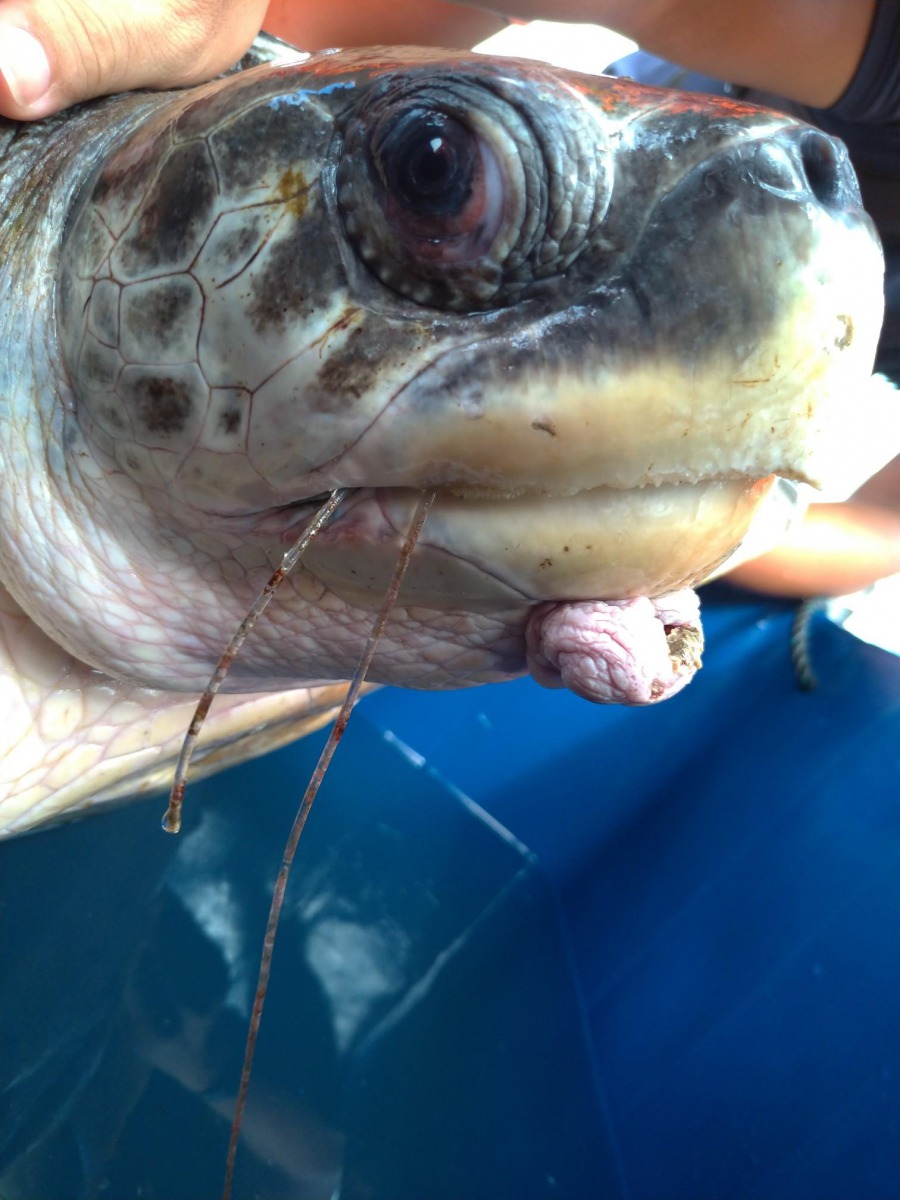 誤食魚鉤的欖蠵龜下顎明顯發炎腫脹。第一二岸巡隊/提供