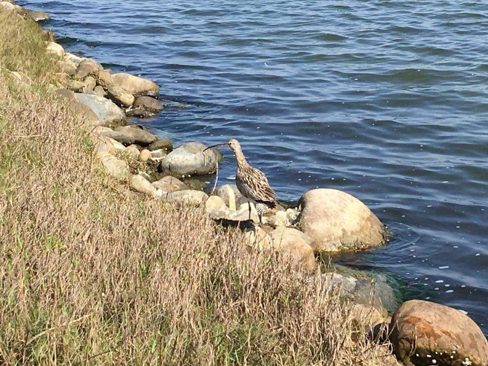 因棲息地遭破壞大杓鷸數量已剩不到800隻。 陳建樺/提供