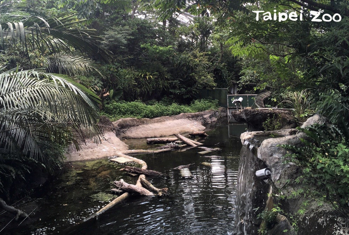 來考考大家的眼力,找找看一共有幾隻害羞的馬來長吻鱷。 台北市立動物園/提供