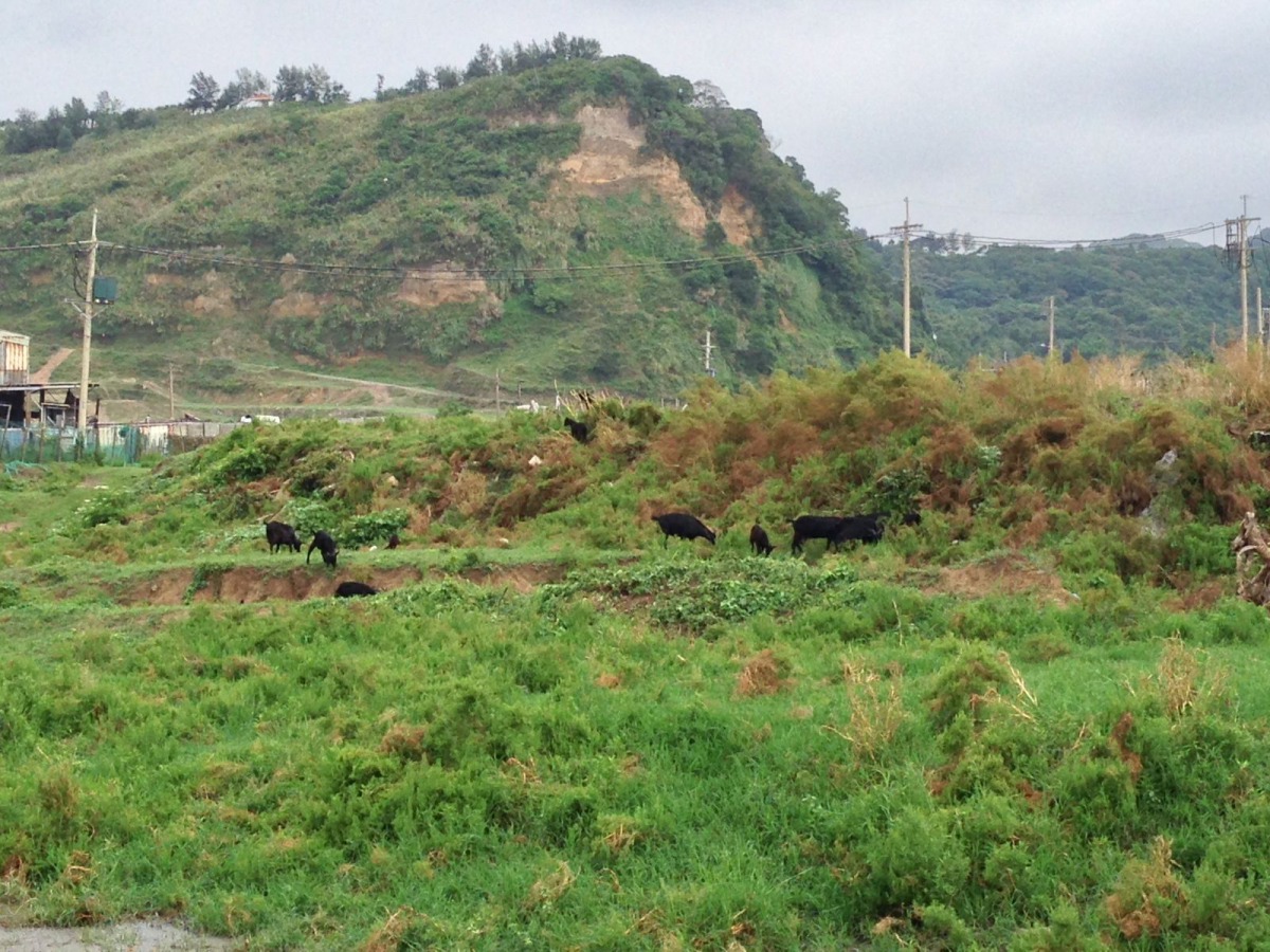 放牧的台灣山羊群。 新北市動保處/提供