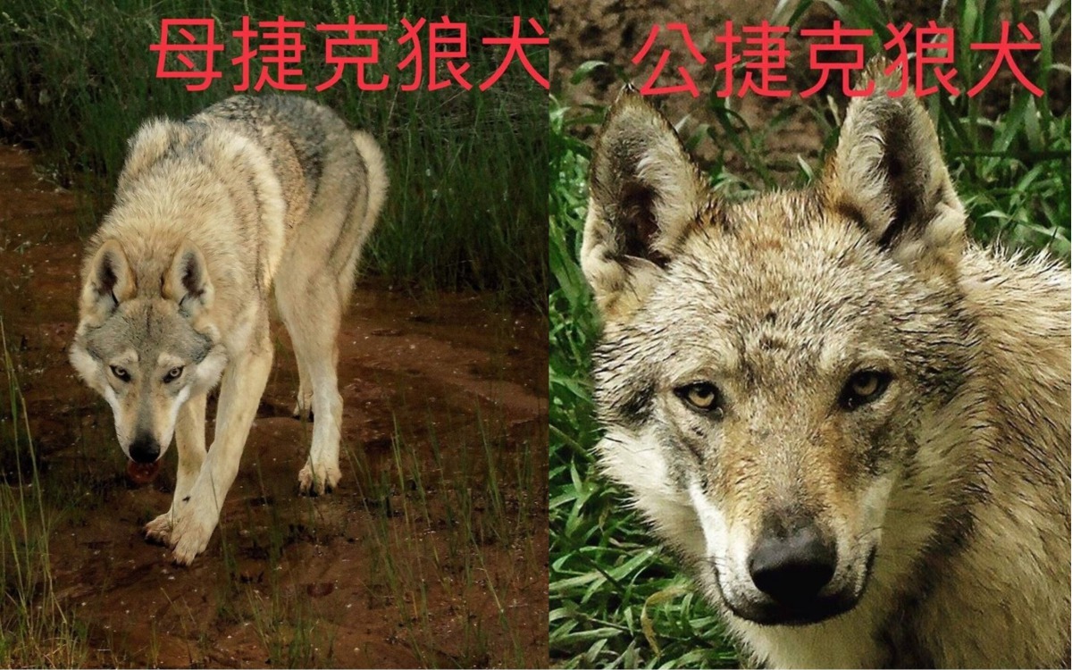 捷克狼犬外型與狼相當接近。 取自業者臉書