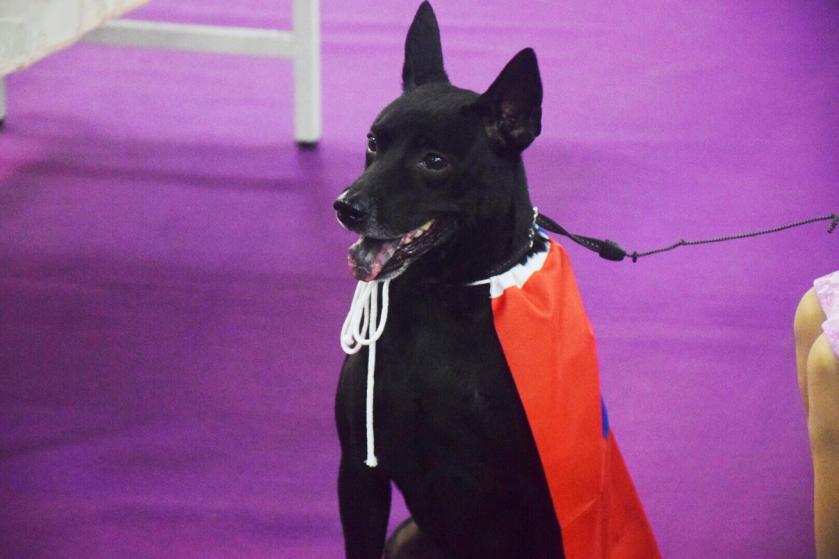 台灣犬有著杏仁眼、立耳、毛短、鐮刀尾等特徵。 姚崇仁/攝