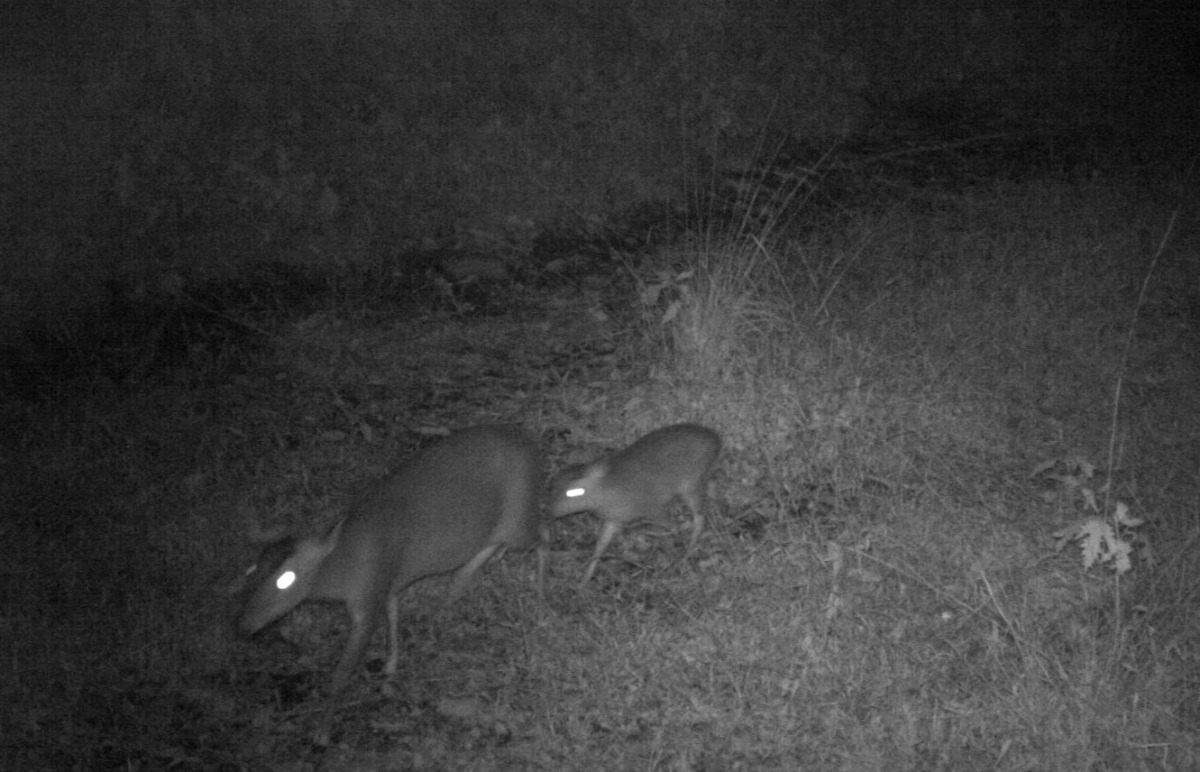 山羌媽媽帶著小山羌悠遊在林道上。 台東林管處/提供