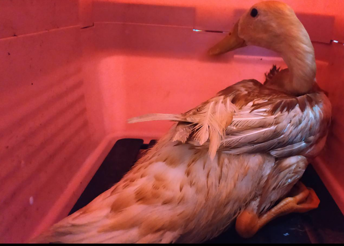 落難的鴨子被動保員帶回安置照護。 新北市動保處/提供