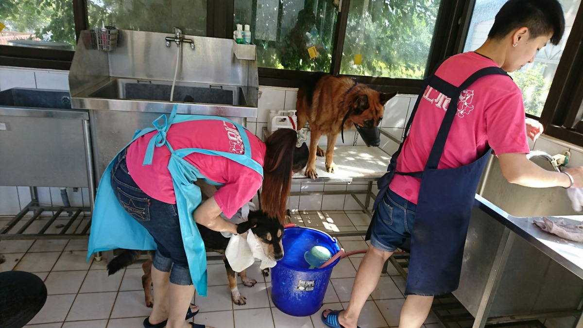 替動物之家裡的浪犬洗澡提升收容品質。 台中市動保處/提供