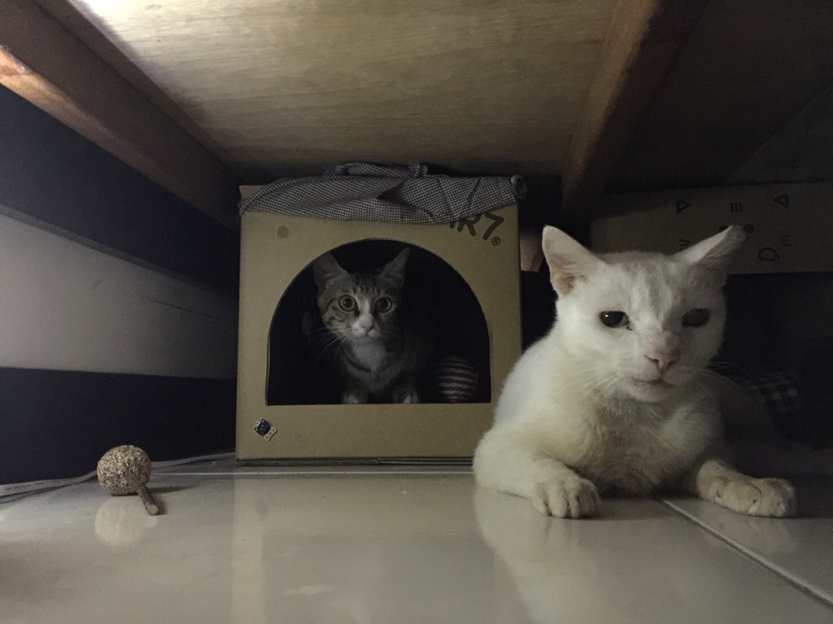 「兔兔」與新主人原先飼養的貓咪當好朋友。 新北市動保處/提供