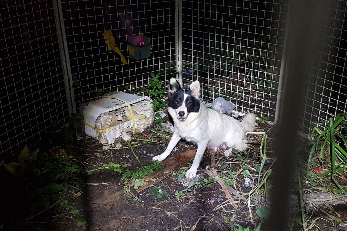 怕人的犬隻必須在深夜用食物和遠端遙控圍籬進行捕捉。 台灣之心/提供