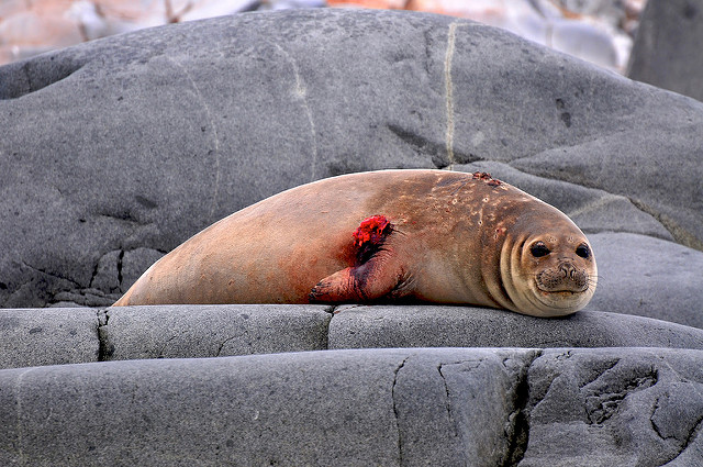 特生中心曾鑑定到用豎琴海豹肉製成的肉餅。 新聞網資料照片 Zach Lipton/提供