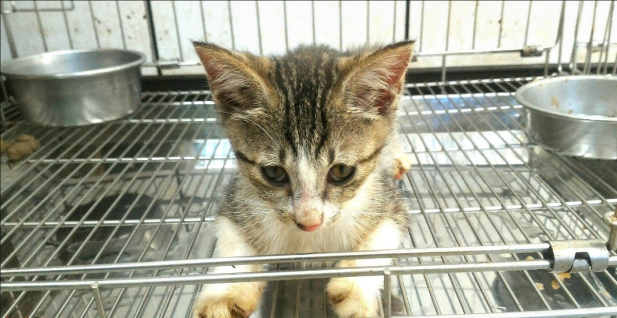 經過獸醫師與動保員細心治療、照顧,患有眼疾的幼貓以重見光明。 瑞芳動物之家/提供