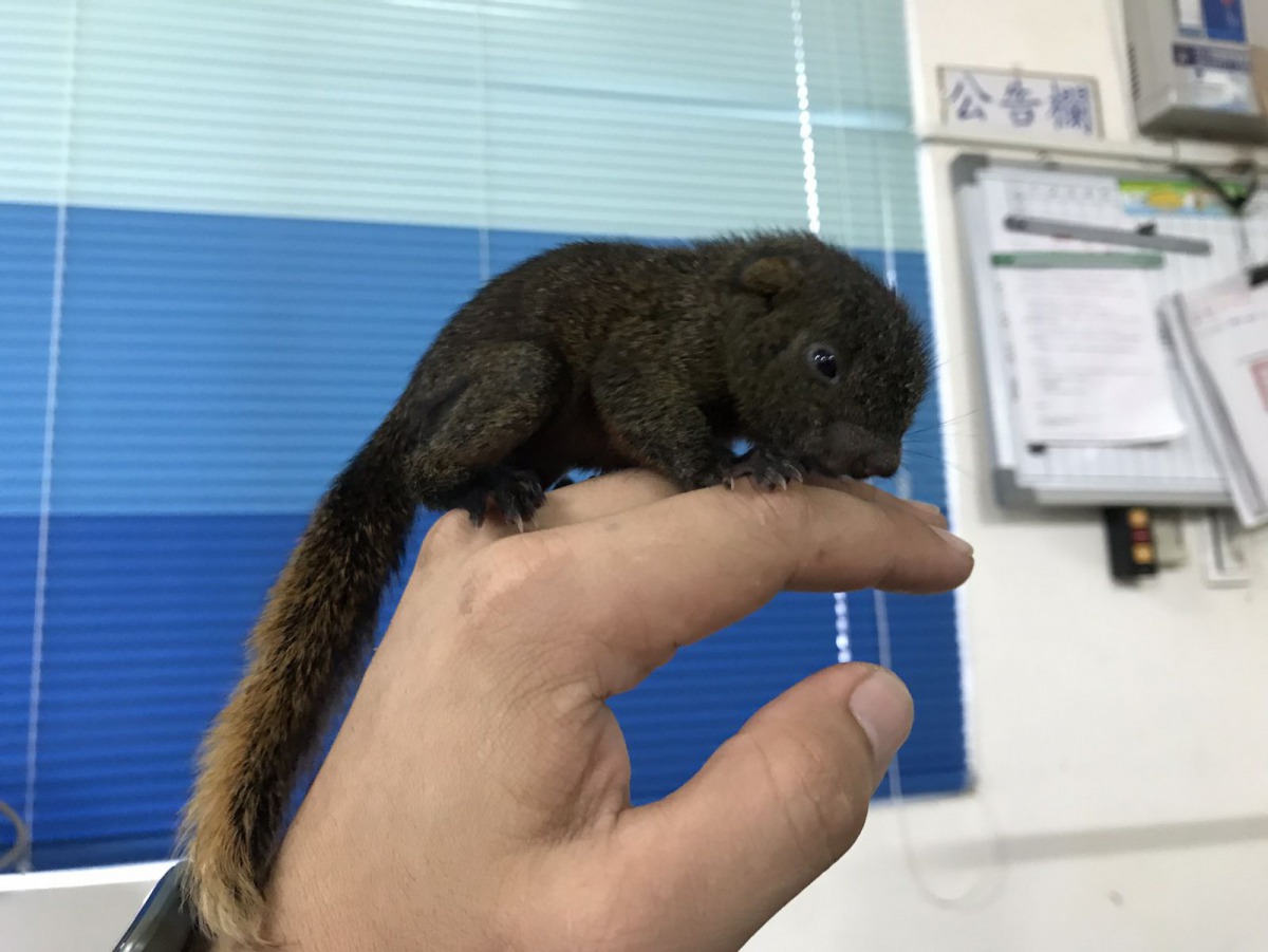 順利長大的松鼠在進行握力訓練，以利日後進行野放。 新北市動保處/提供