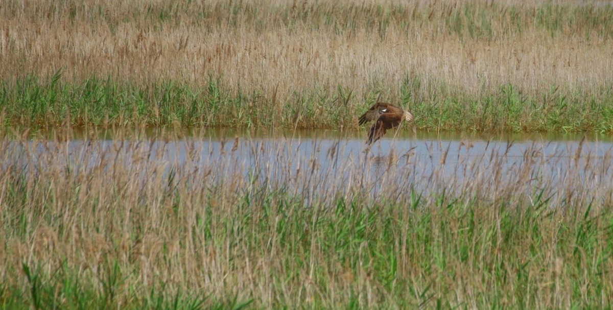 茄萣濕地魚鷹俯衝覓食。茄萣區觀光發展協會/提供