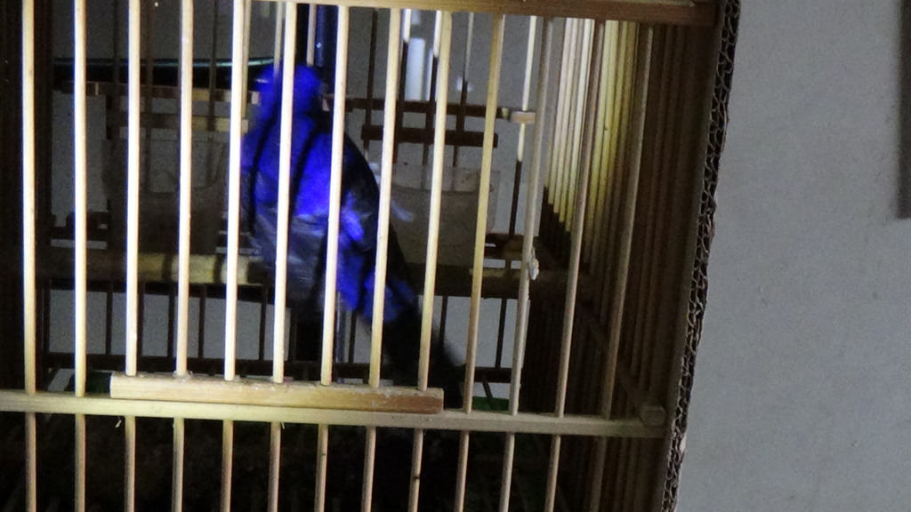 二級保育類黃腹琉璃。 保七總隊第六分隊/提供