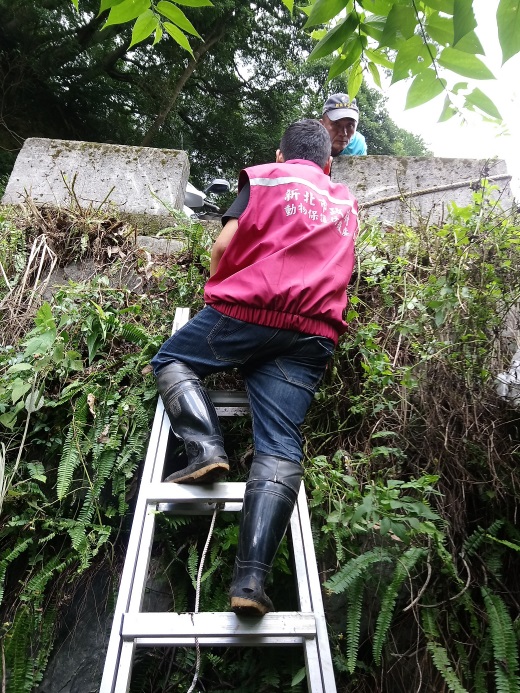 動保員利用鋁梯冒險下到山坡深處救援。 新北市動保處/提供