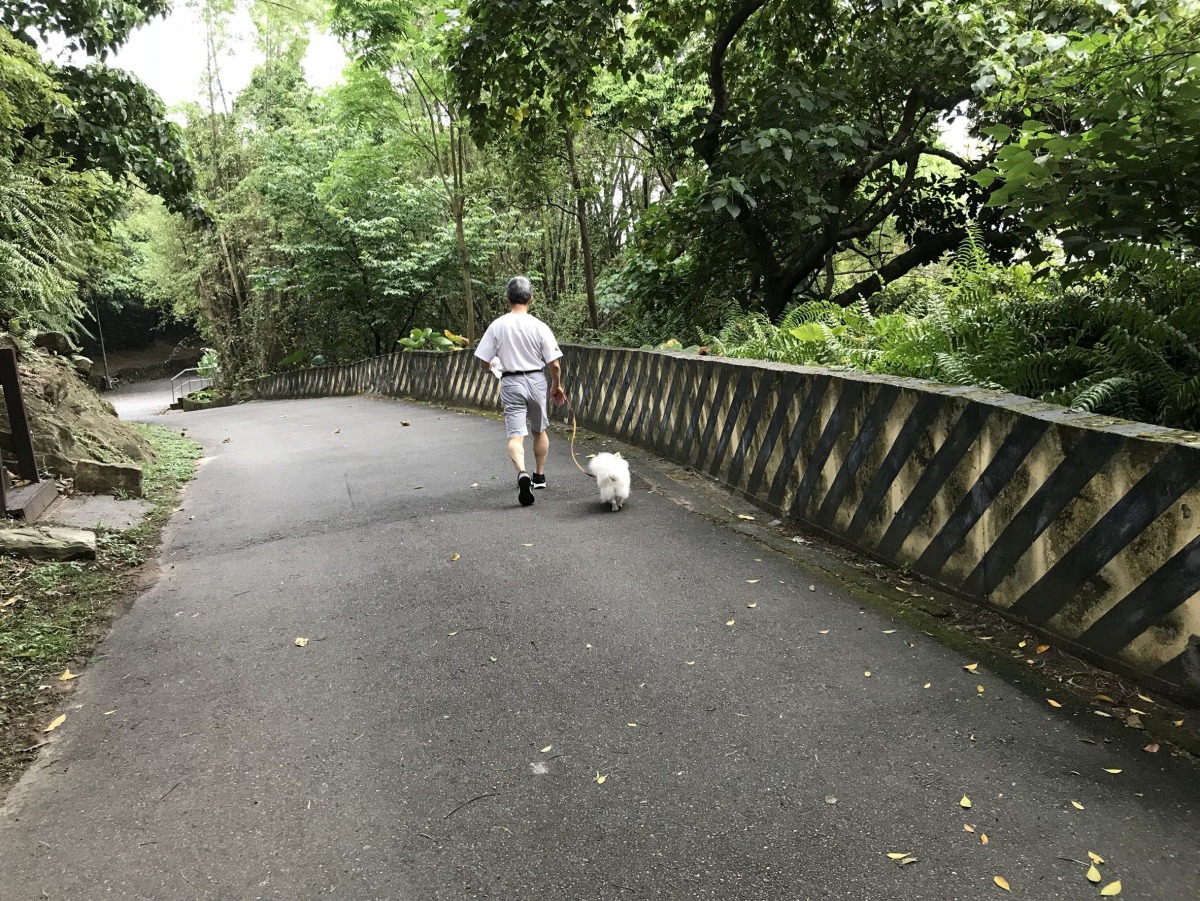 帶愛犬出門散步時一定要繫上牽繩並且隨時注意是否有誤食不明食物的情形。 台北市動保處/提供
