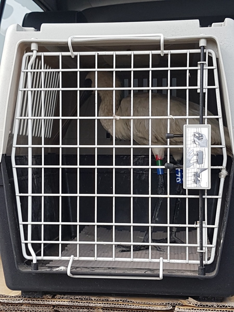 為了生態調查，小黑琵的腳上有明顯的編號標示「T79」。 黃蜀婷/提供