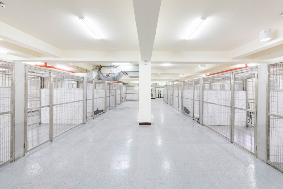 明亮寬敞的大型犬隻收容空間。 桃園市政府/提供