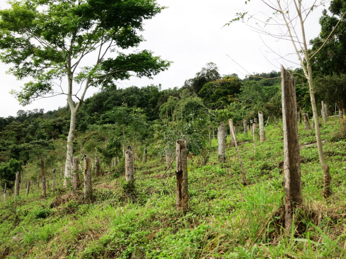 原為檳榔園經過造林復育後逐漸恢復生態。 嘉義林管處/提供