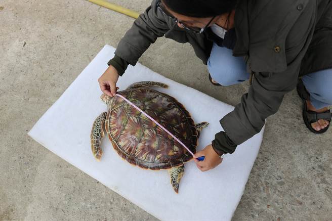 金門野生動物救援暨保育協會獸醫師丈量綠蠵龜大小並替牠檢傷。 金門岸巡隊/提供