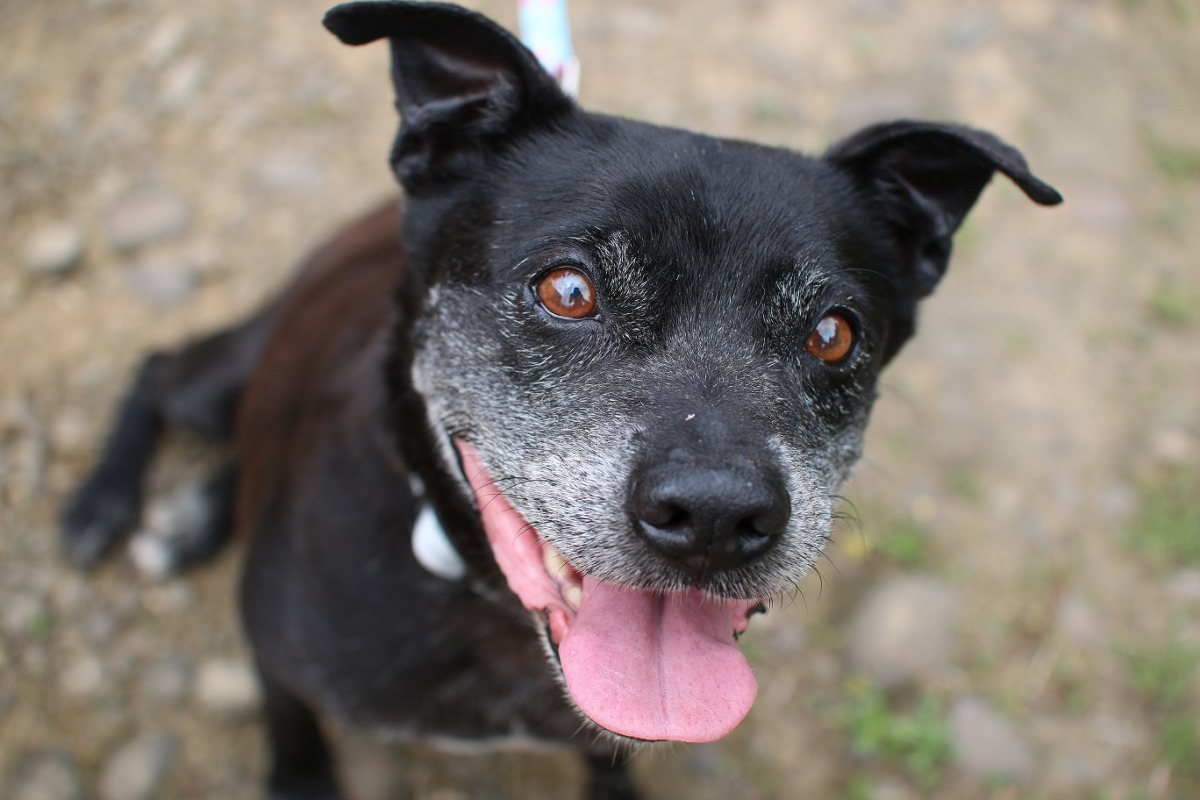 APA的公關犬「桔仔糖」是這次桌曆的主角之一。 APA/提供