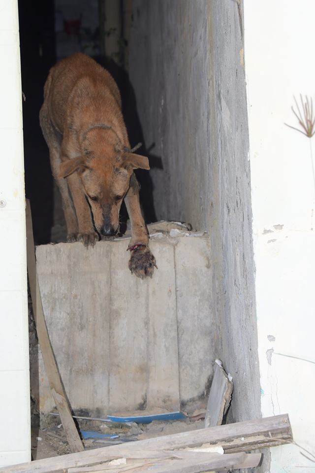 受傷的小狗最後在一間廢墟內被救援人員捉回。高雄市關懷流浪動物協會/提供