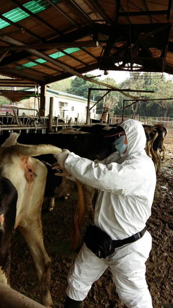 獸醫師檢測牛隻的危險性相當高。 高雄動保處/提供