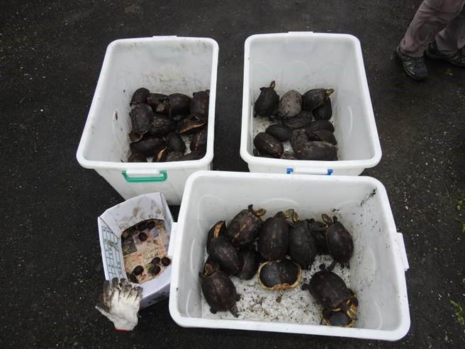 警方一共搜到79隻大大小小的食蛇龜。保七總隊第九大隊/提供