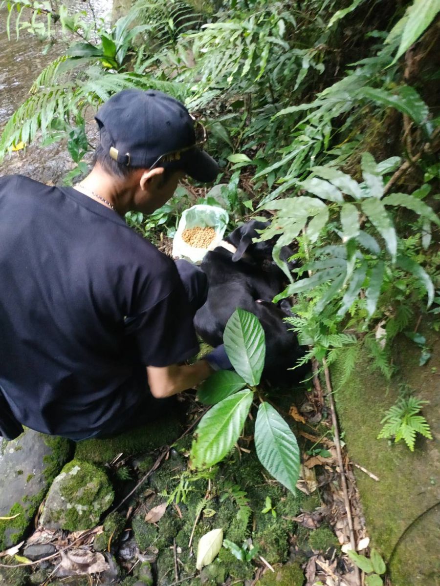 在「小黑」旁放上飼料安撫情緒。 新北市動保處/提供