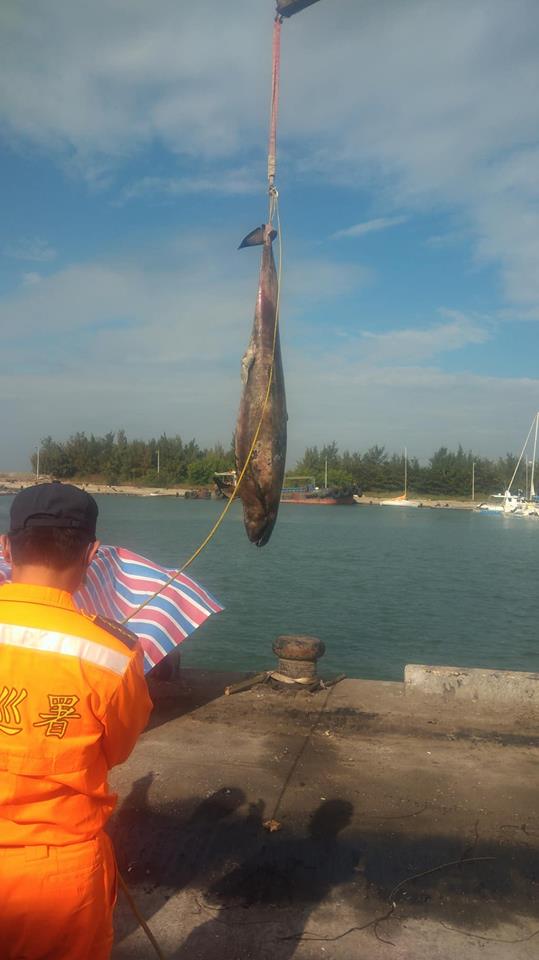 吊車將鯨豚屍體吊上岸。成大海洋生物暨鯨豚研究中心/提供