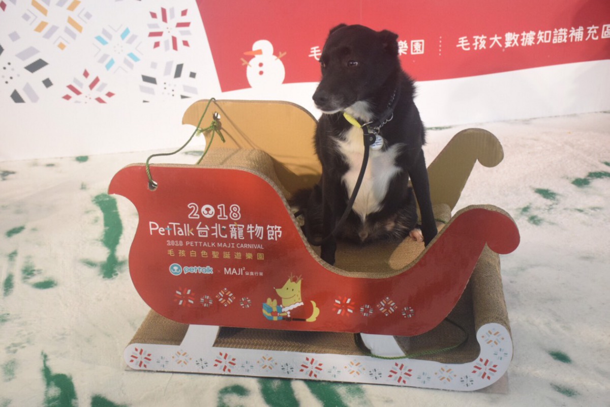 毛小孩冰上樂園備有寵物專屬雪橇。姚崇仁/攝